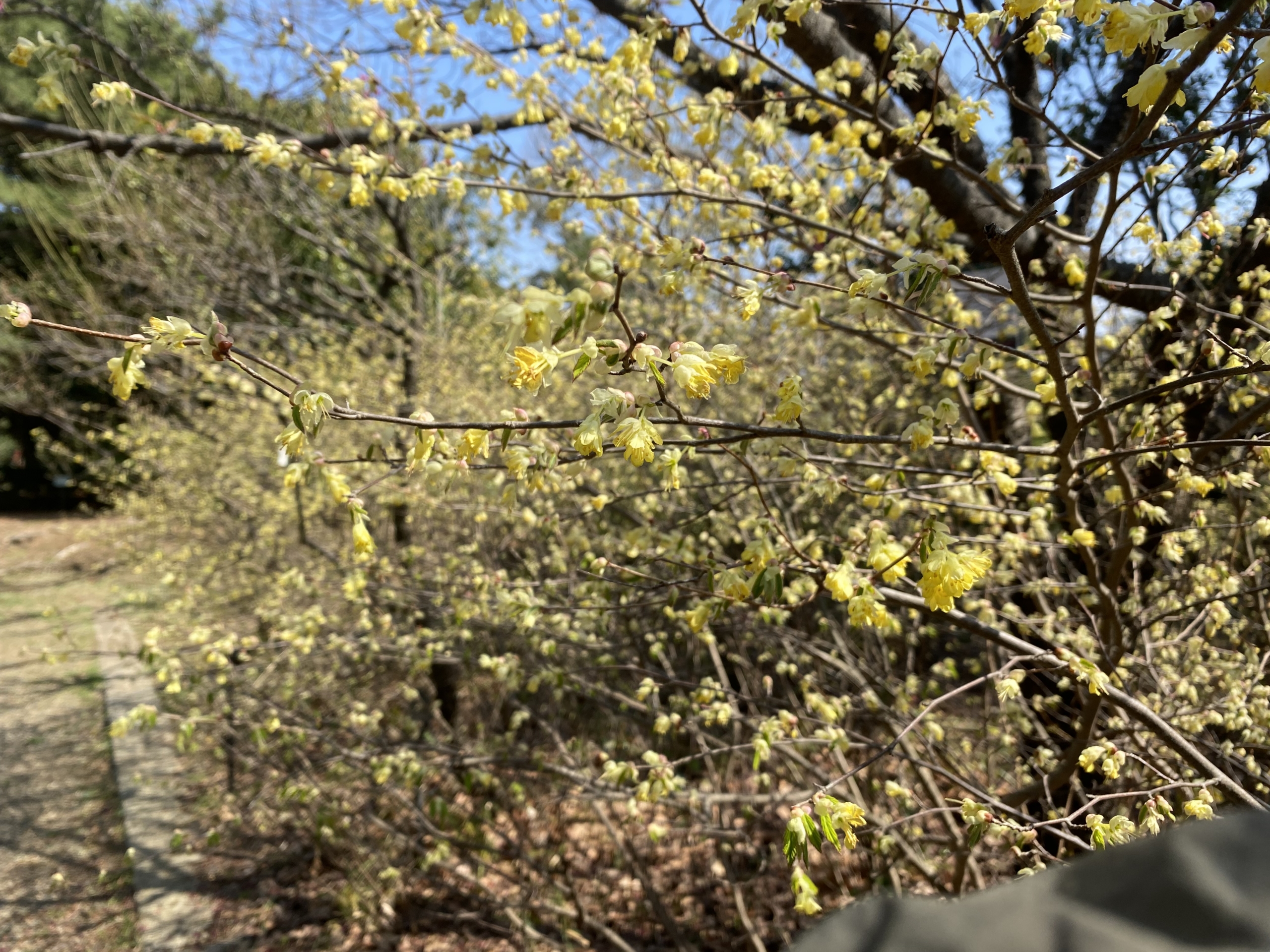 ヒュウガミズキ